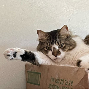 Meet your Posher, Jazz